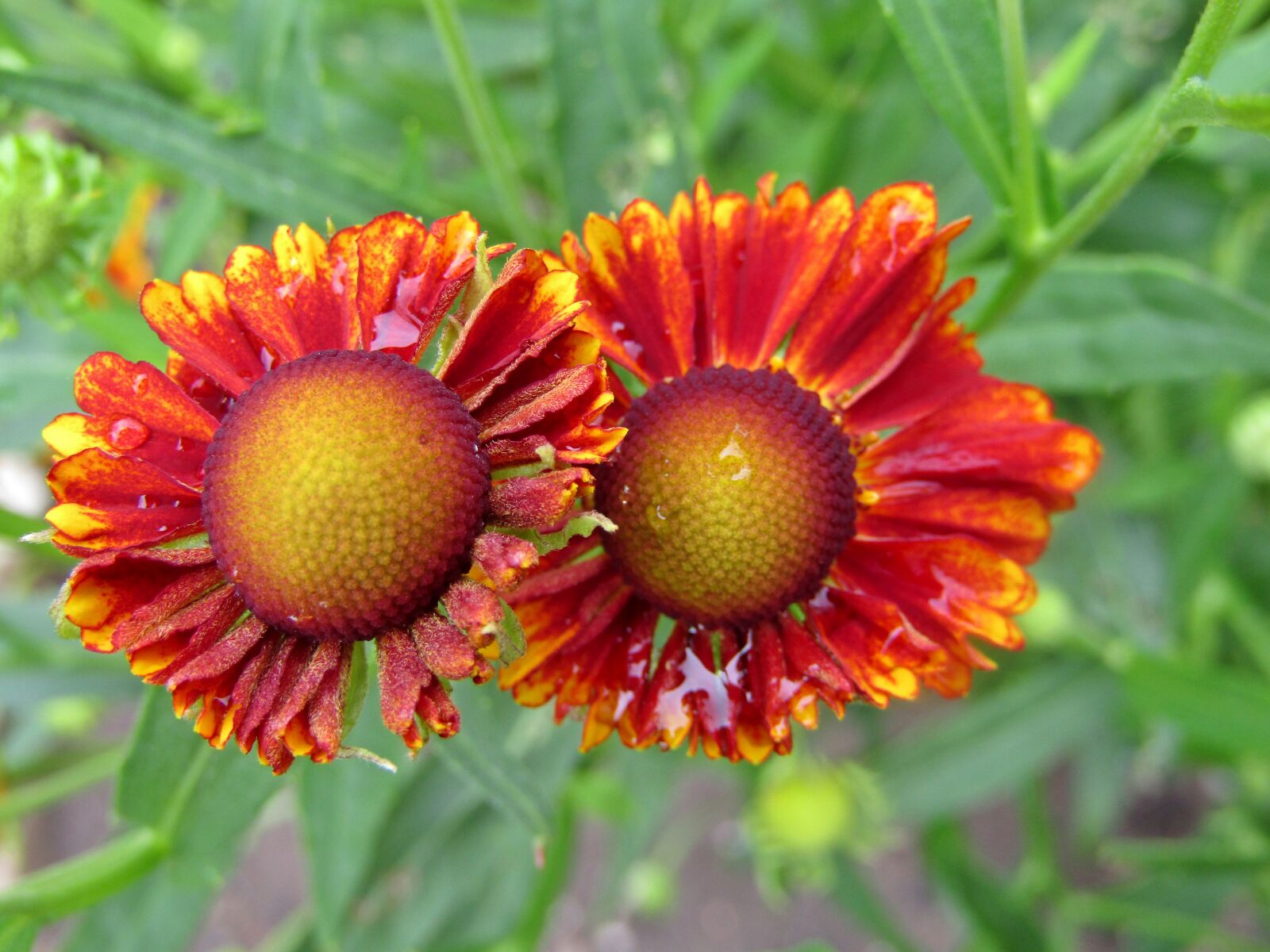 Canon POWERSHOT SX432 IS sample photo. Sun brews, helenium, red photography