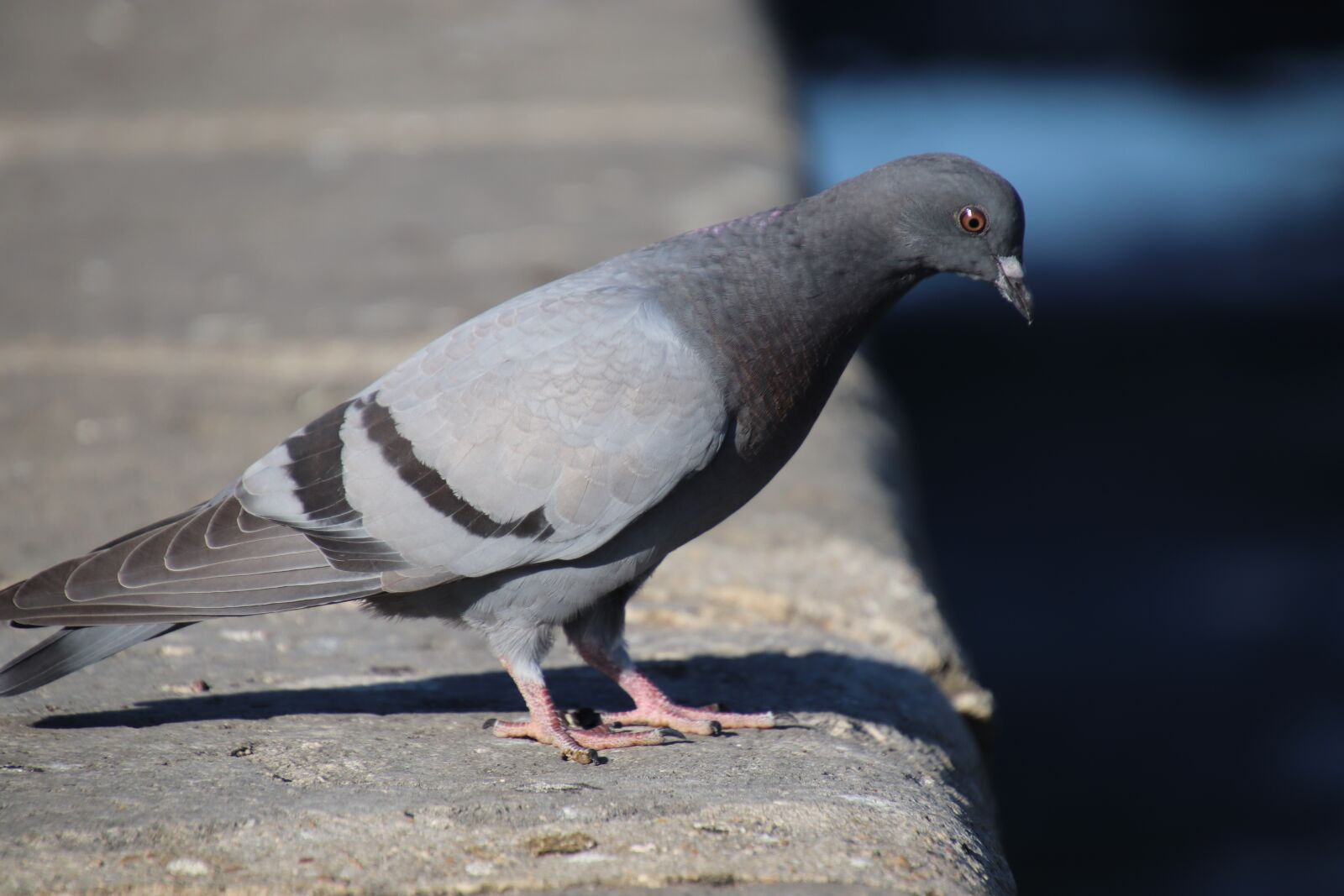 Canon EOS 800D (EOS Rebel T7i / EOS Kiss X9i) sample photo. Pigeons, colombidés, birds photography