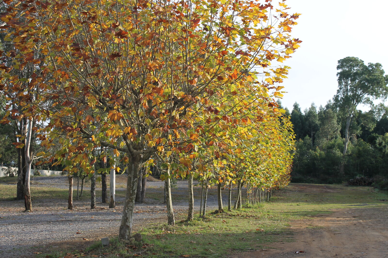 Canon EOS 1100D (EOS Rebel T3 / EOS Kiss X50) sample photo. Autumn, tree photography