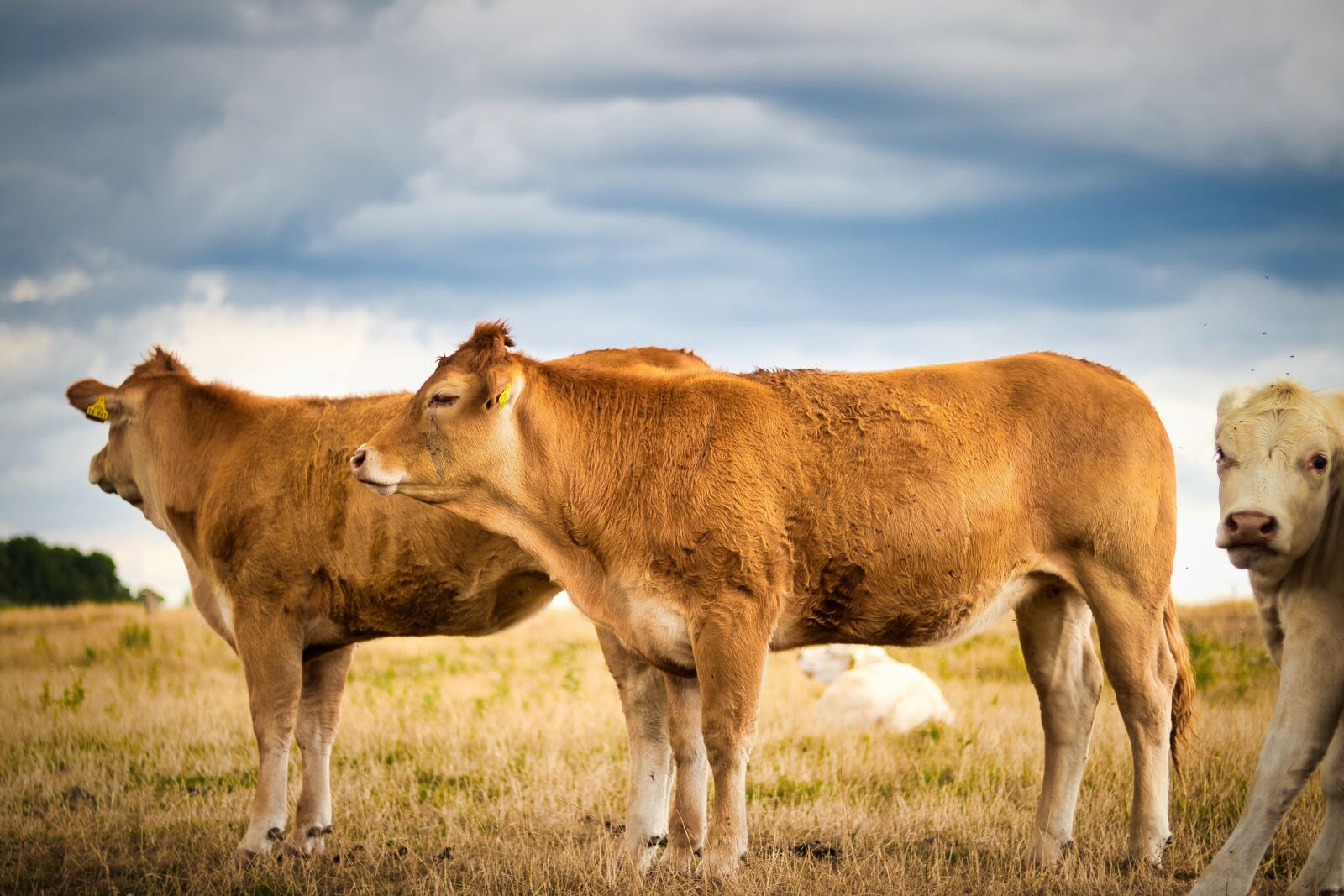 Canon EOS 80D sample photo. Cows, pasture, cattle photography