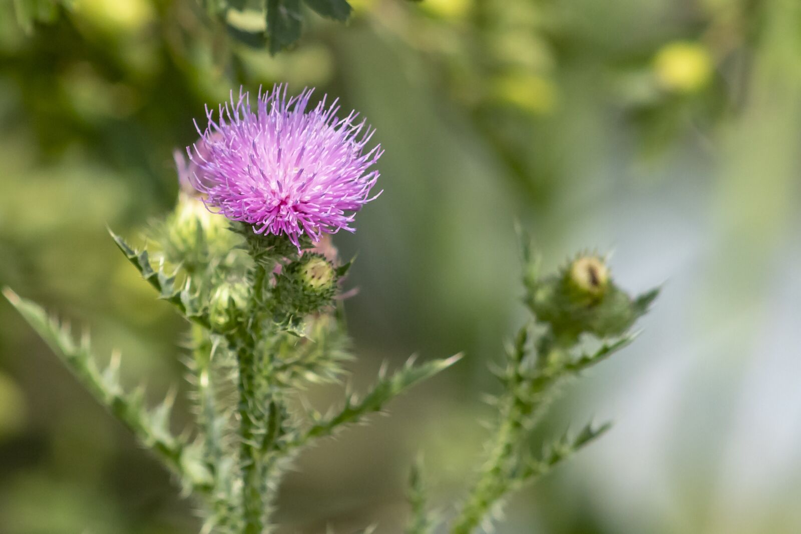 Canon EF75-300mm f/4-5.6 sample photo. Wildflower, artichoke thistle, thistle photography