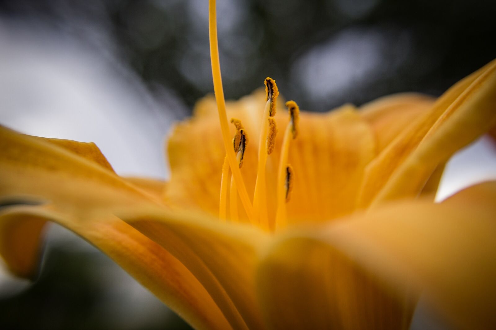 Canon EOS 1200D (EOS Rebel T5 / EOS Kiss X70 / EOS Hi) sample photo. Flower, yellow, macro photography