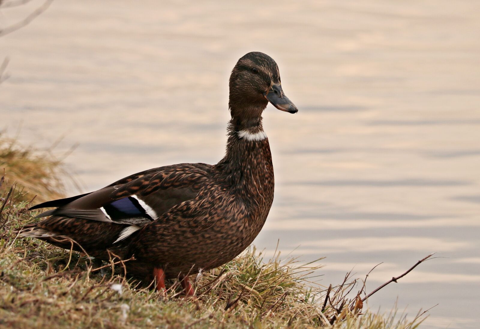 Canon EOS 80D sample photo. Duck, duck bird, winter photography