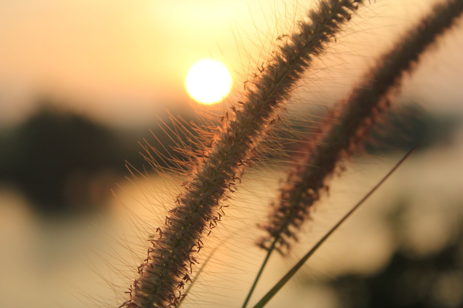 Canon EOS 550D (EOS Rebel T2i / EOS Kiss X4) sample photo. Morning light, surat thani photography