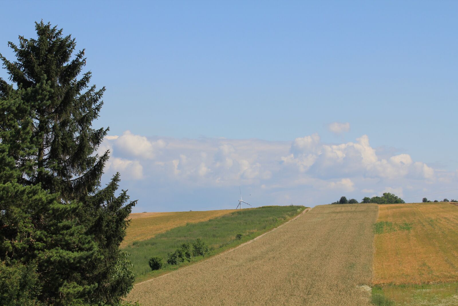 Canon EOS 550D (EOS Rebel T2i / EOS Kiss X4) sample photo. Tree, fields, cereals photography