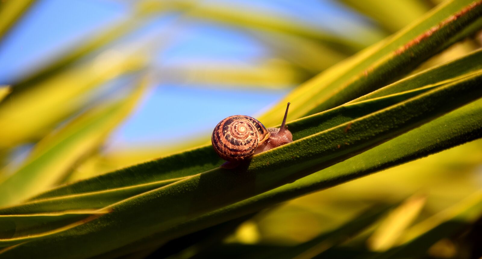 Nikon D3300 sample photo. Snail, shell, holly photography