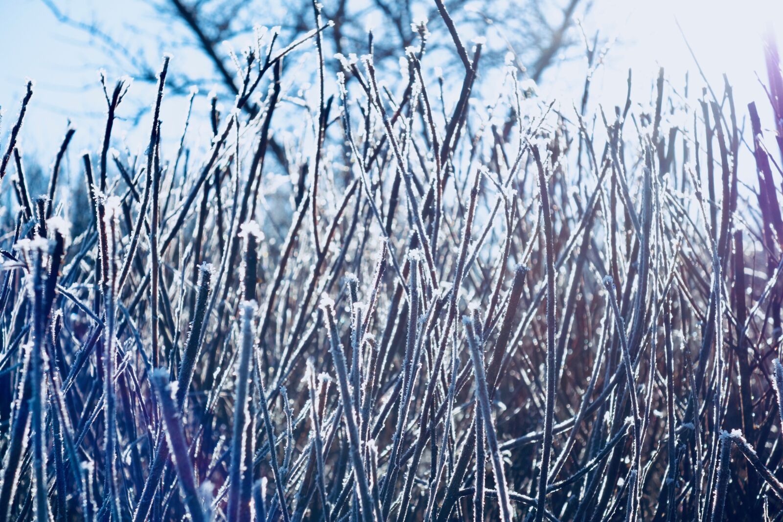 Sony Cyber-shot DSC-RX100 sample photo. Frost, nature, winter photography