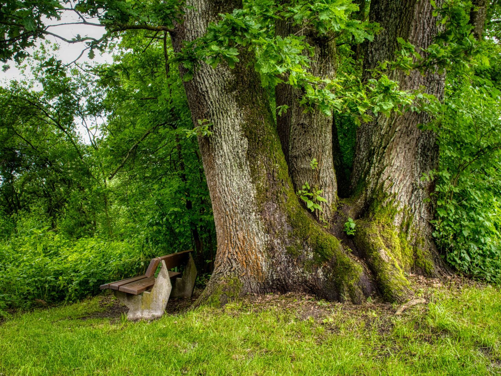 Nikon D7500 sample photo. Oak, tree, root photography