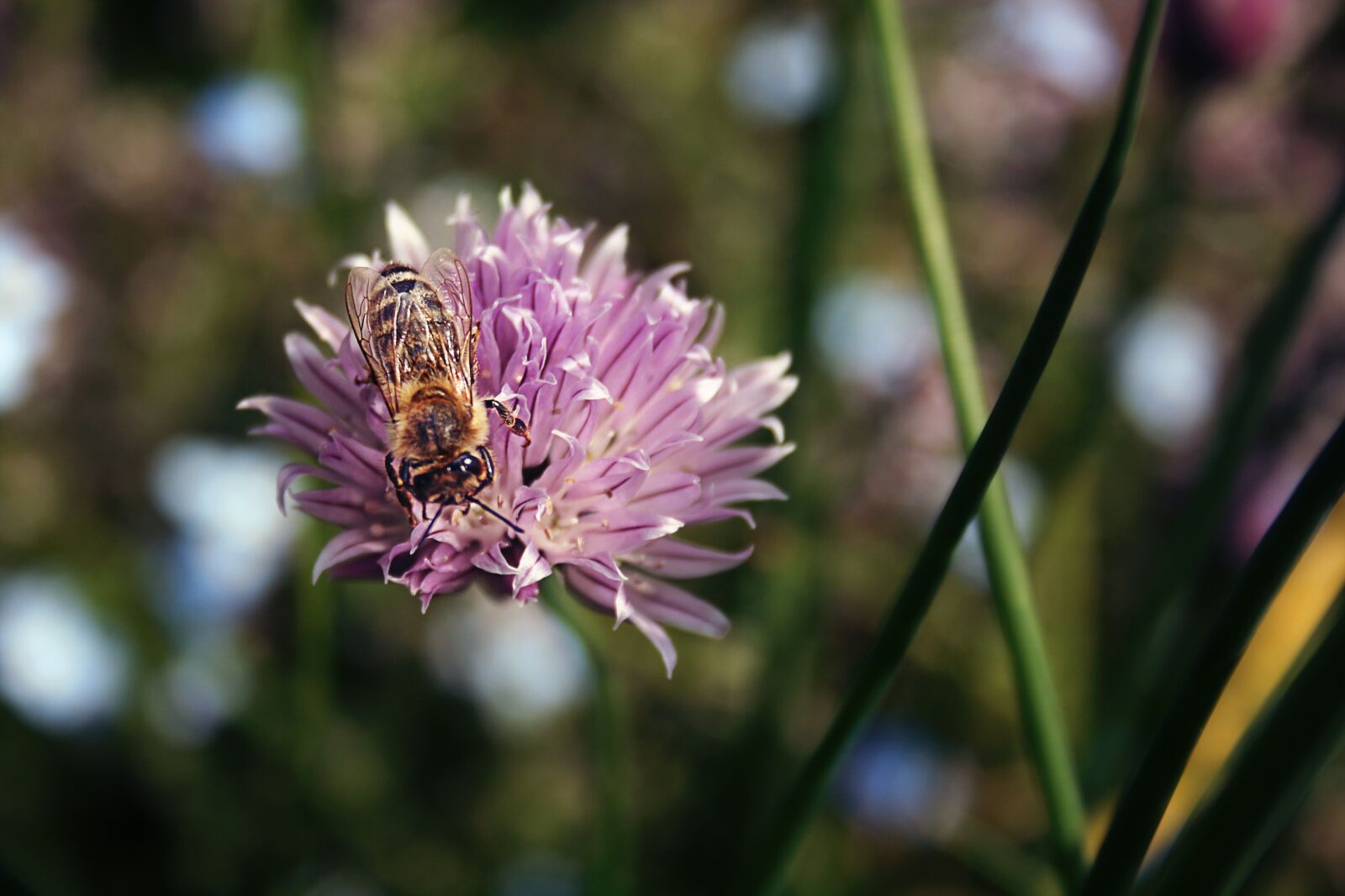Canon EOS 400D (EOS Digital Rebel XTi / EOS Kiss Digital X) sample photo. Bee, insect, chives blossom photography