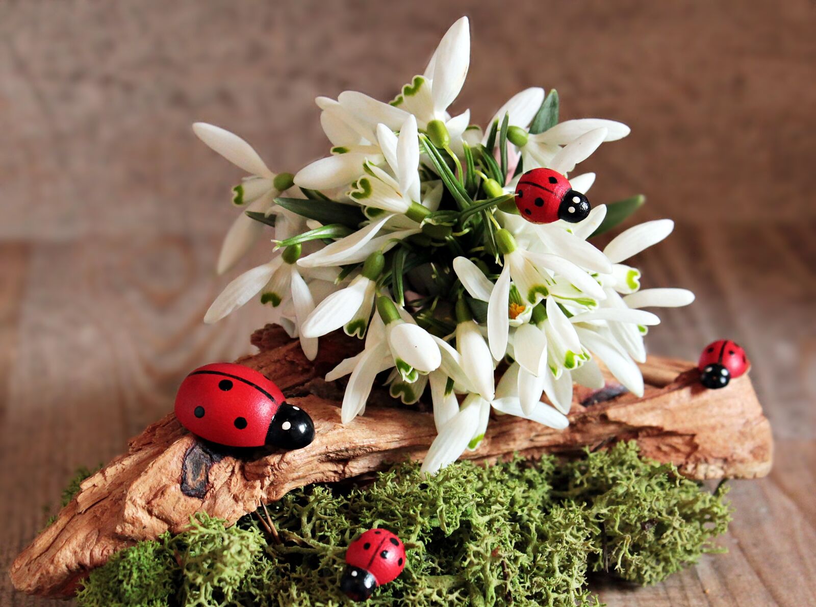 Canon EOS 550D (EOS Rebel T2i / EOS Kiss X4) sample photo. Snowdrop, ladybug, flower photography