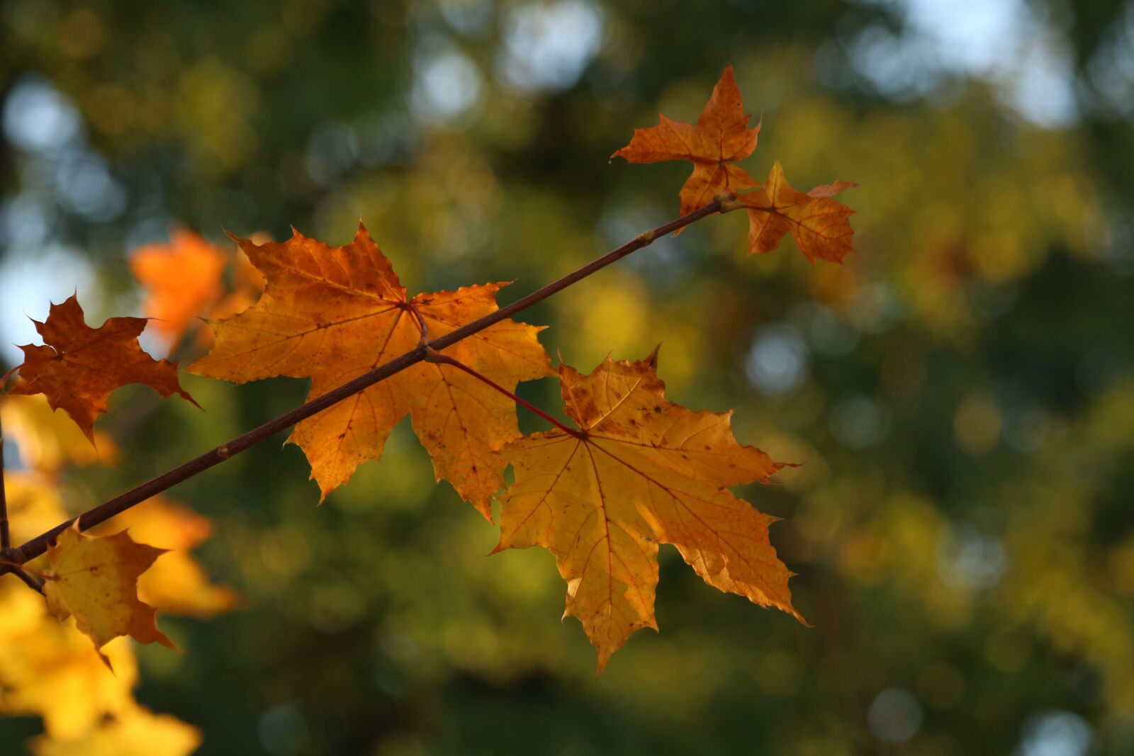 Canon EOS 750D (EOS Rebel T6i / EOS Kiss X8i) + Canon EF 70-300mm F4-5.6 IS USM sample photo. Leaves, autumn, orange photography