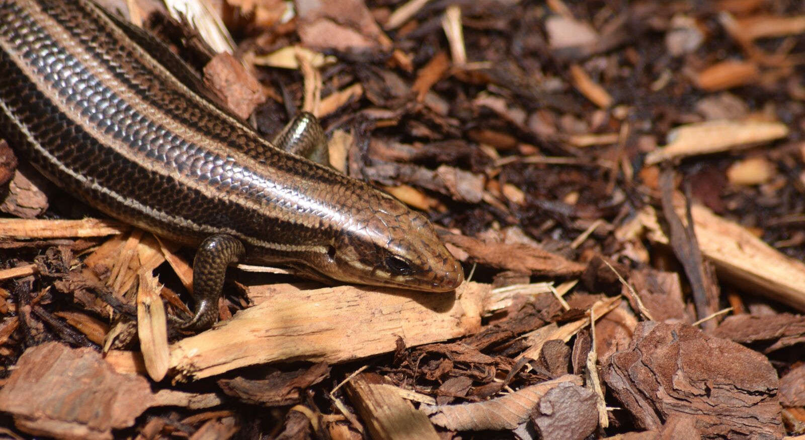 Nikon D5300 sample photo. Skink, lizard, reptile photography