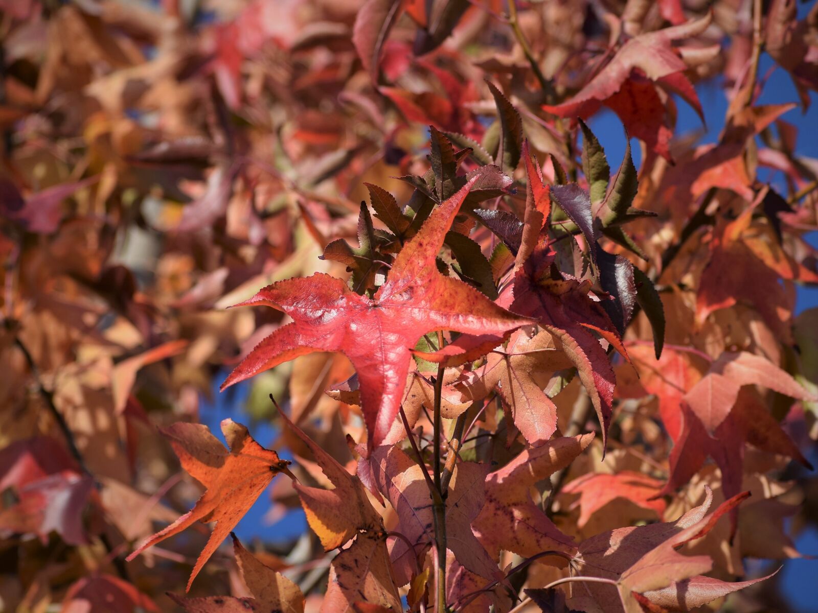 Nikon D3300 sample photo. Autumn, colorful leaves, tree photography