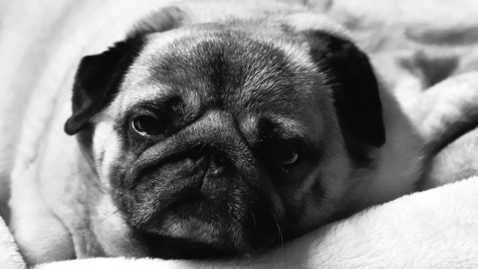 Nikon D3400 sample photo. Dog, portrait, mammal photography
