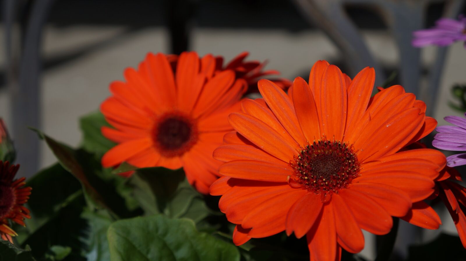 Sony Alpha a3000 + Sony E 18-55mm F3.5-5.6 OSS sample photo. Flower, flora, nature photography