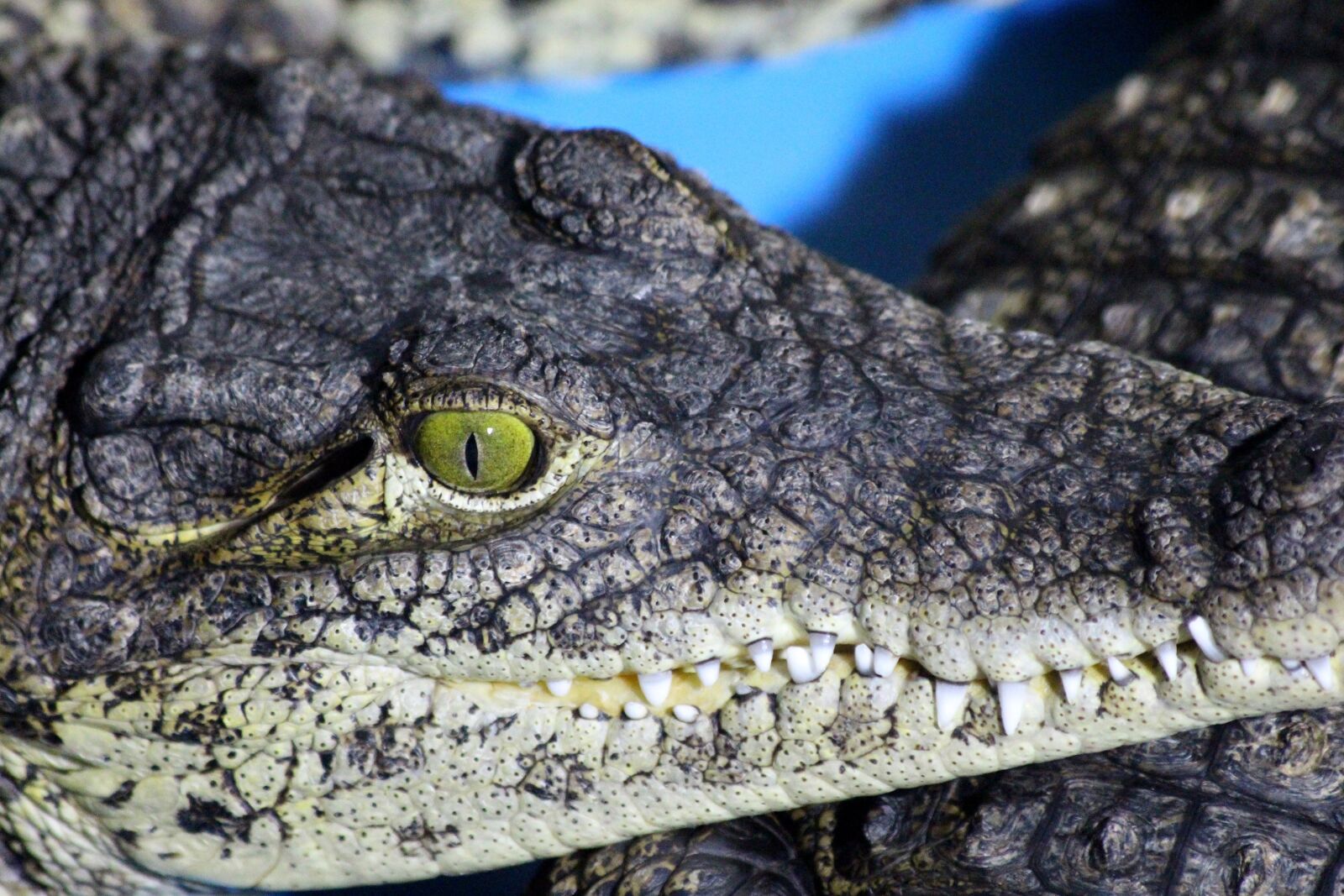 Canon EOS 650D (EOS Rebel T4i / EOS Kiss X6i) sample photo. Crocodile, eye, teeth photography