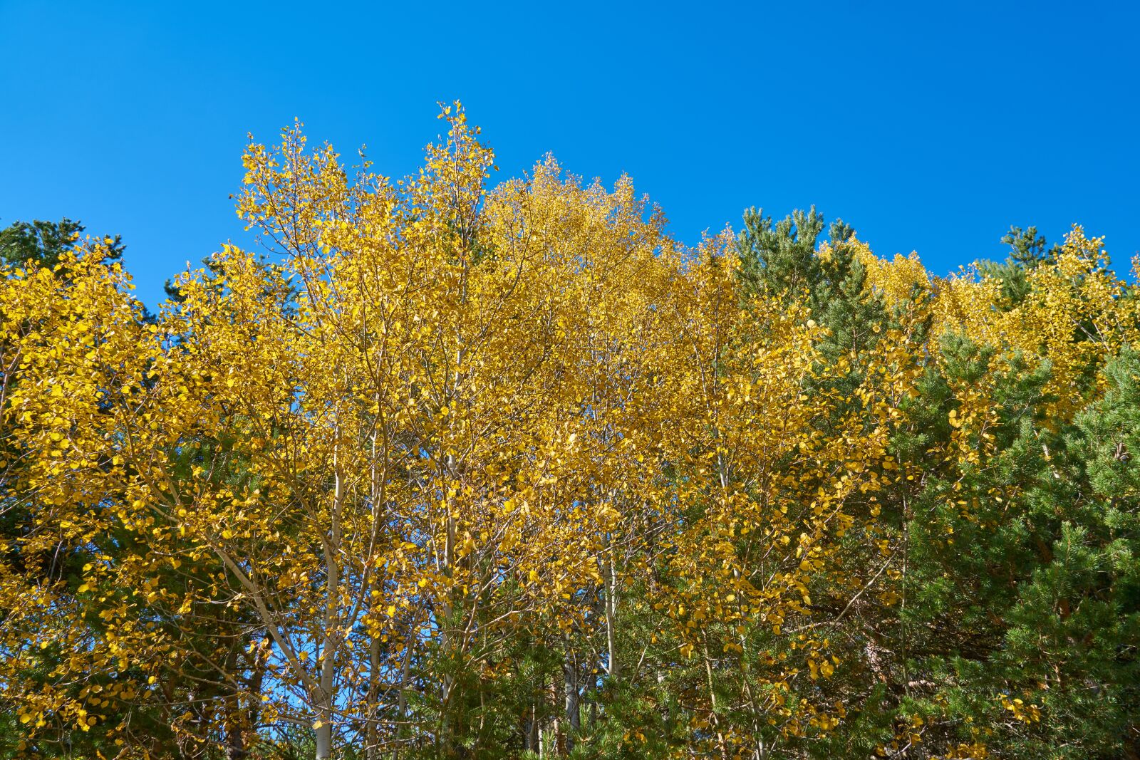 Sony a7R II sample photo. Tree, leaves, branch photography