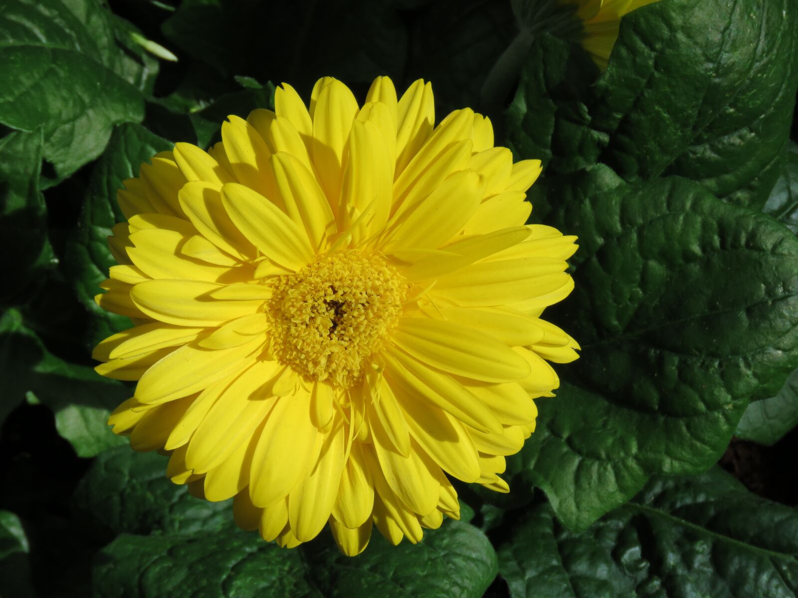 Canon PowerShot SX60 HS sample photo. Yellow, flower, close up photography
