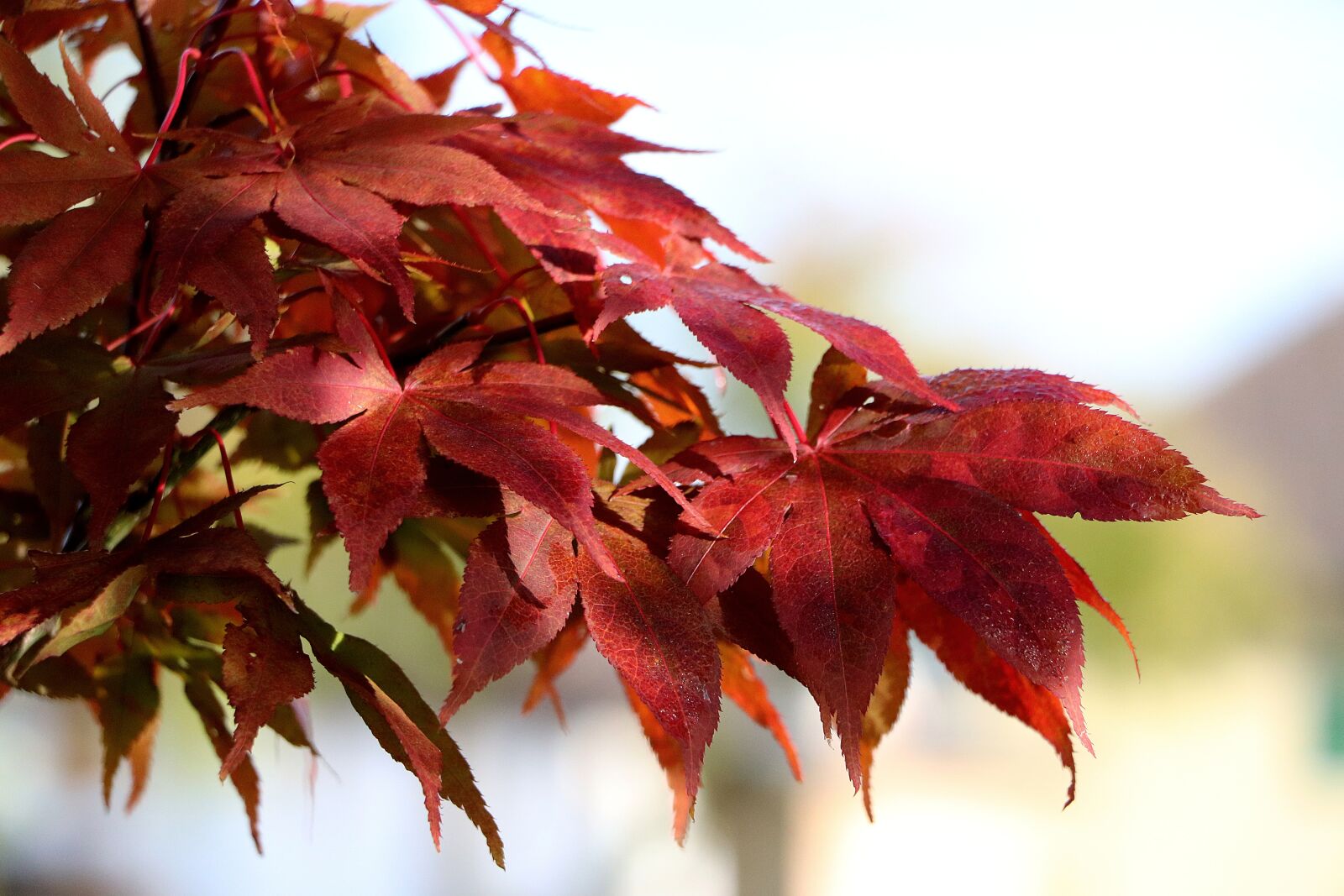 Canon EOS 77D (EOS 9000D / EOS 770D) + Canon EF-S 18-135mm F3.5-5.6 IS STM sample photo. Fall leaves, maple, leaves photography