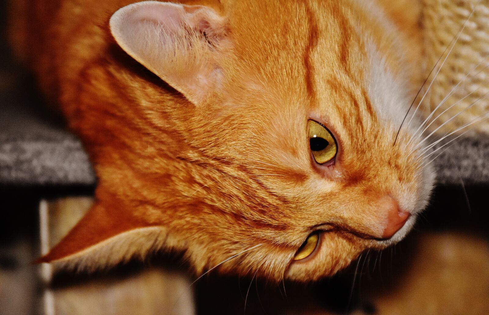 Nikon D7200 sample photo. Cat, red, funny photography