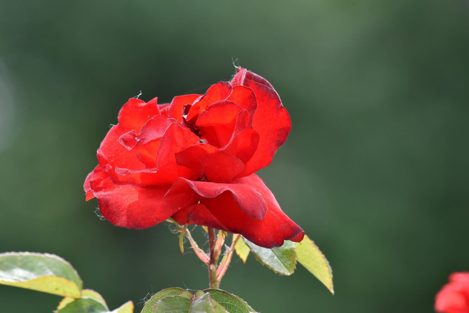 Nikon D5500 sample photo. Flower bud, flower garden photography