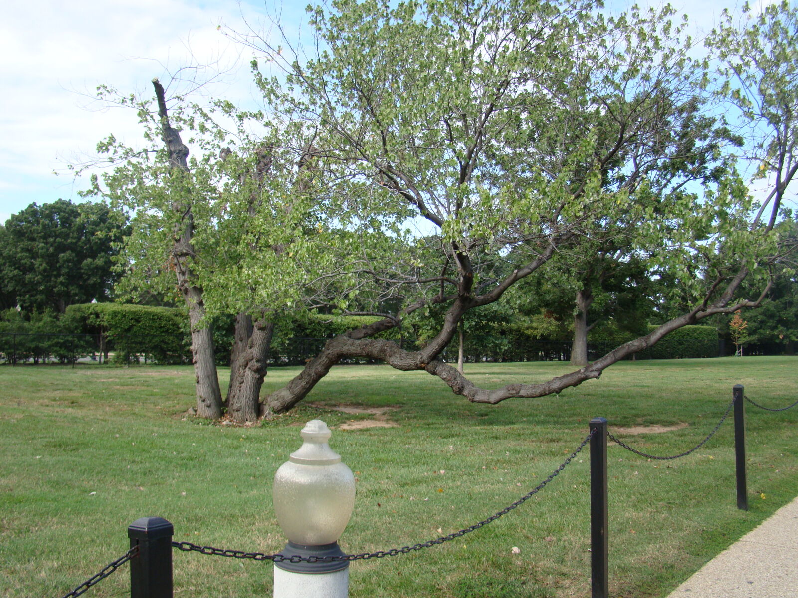 Sony Cyber-shot DSC-H50 sample photo. Tree photography