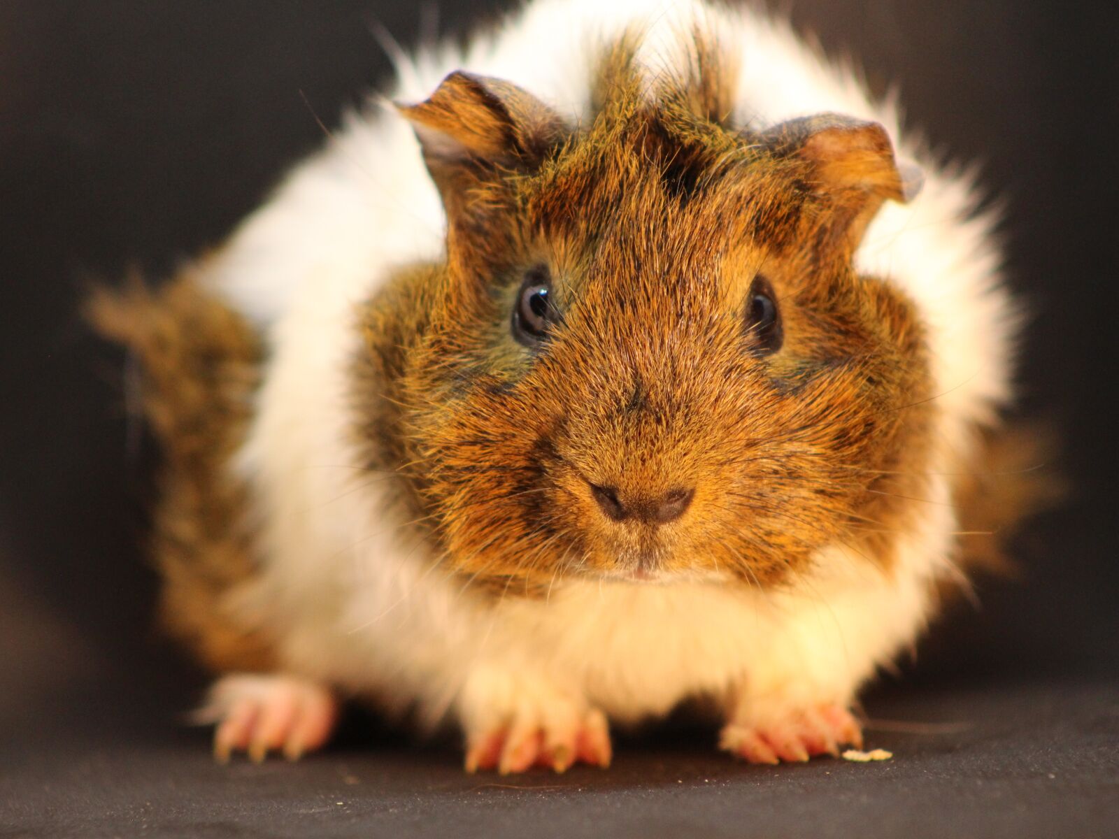 Canon EOS 700D (EOS Rebel T5i / EOS Kiss X7i) sample photo. Sea pig fur, animal photography