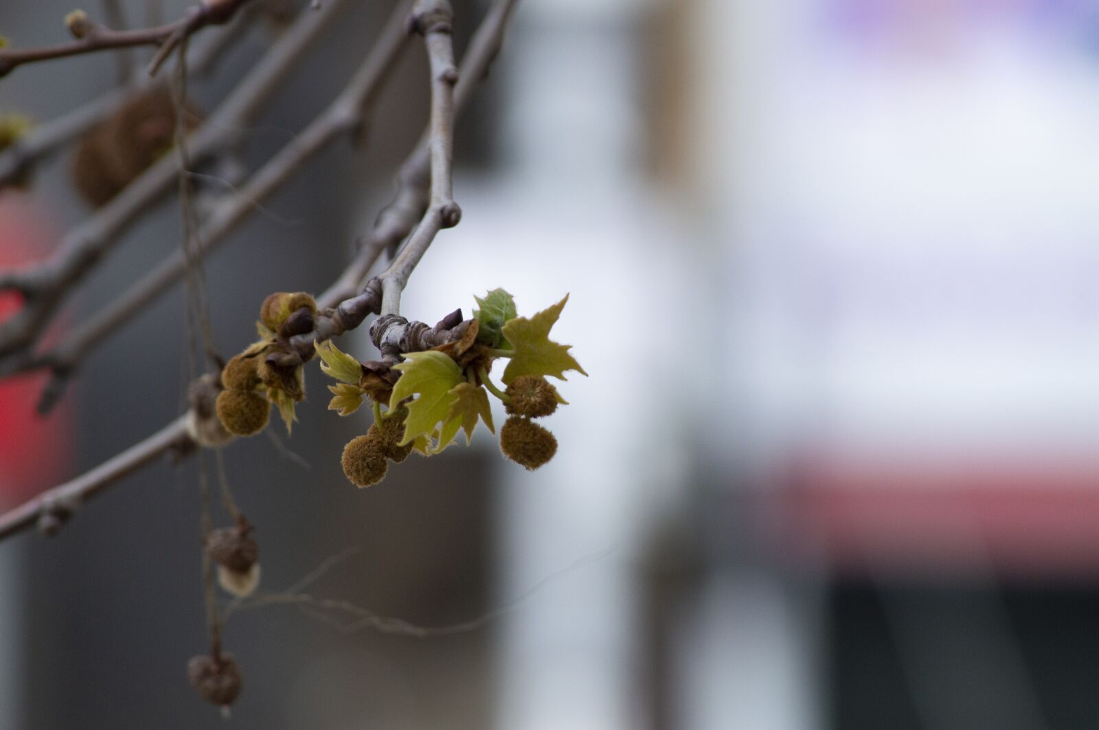 Nikon D3200 sample photo. Spring, tree, flowers photography