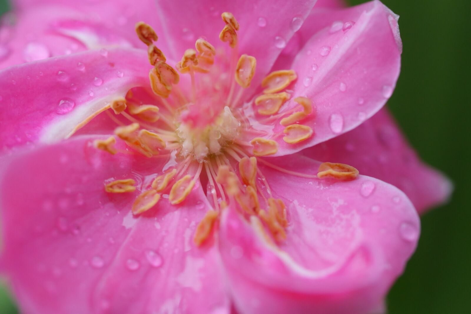 Panasonic Lumix DMC-GX8 sample photo. Water, water point, water photography