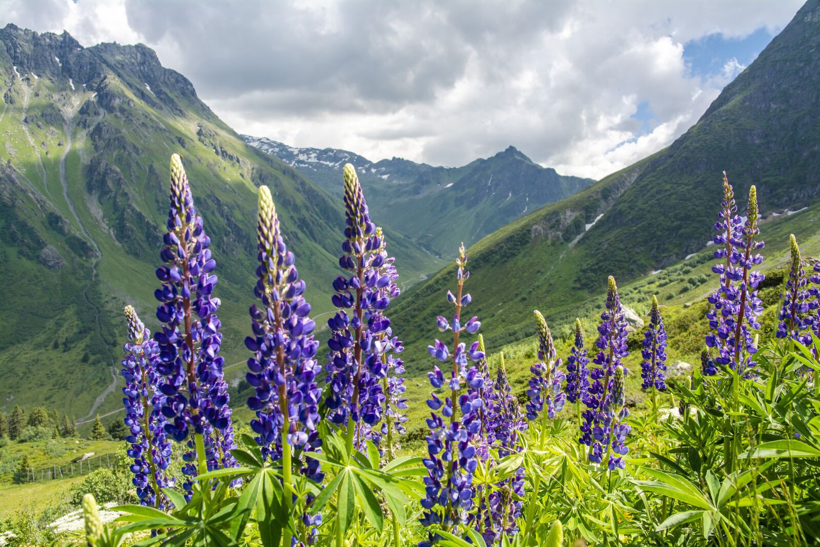 Nikon D5200 sample photo. Lupins, blossom, bloom photography