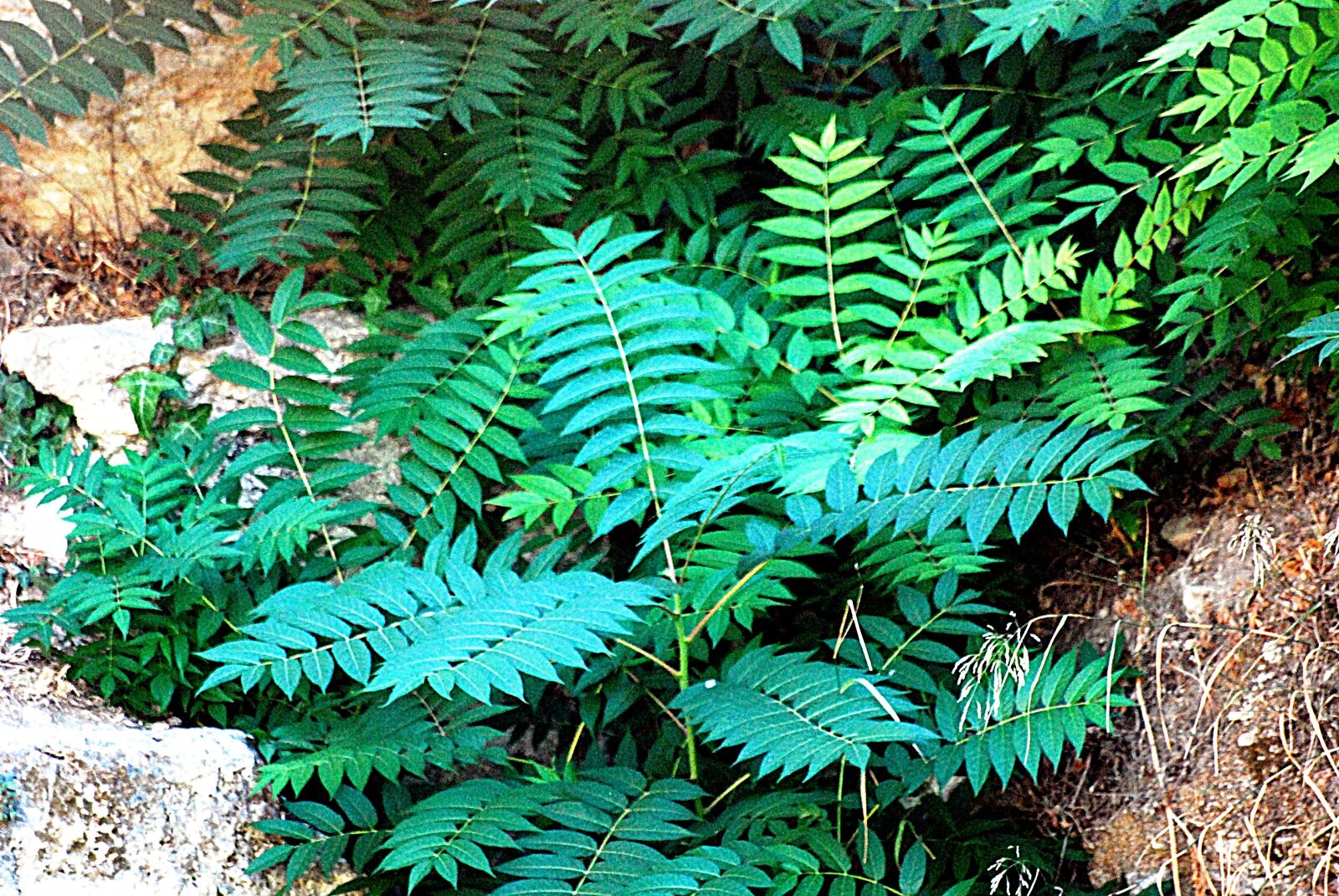 Nikon D60 sample photo. Green, village, wood photography