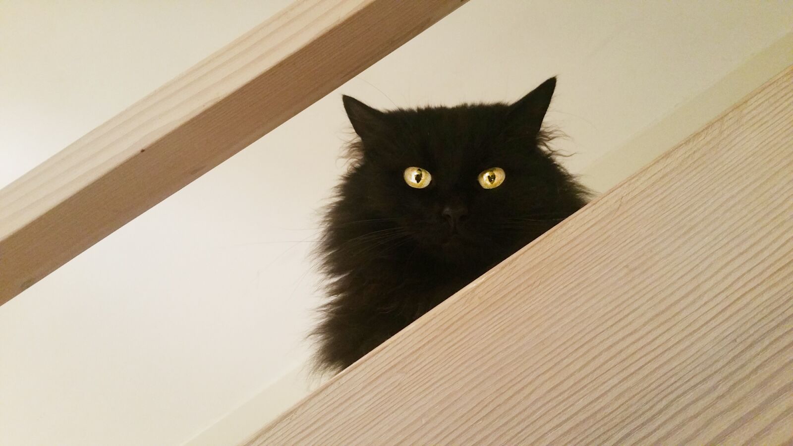 Samsung Galaxy Note4 sample photo. Cat, black, friday photography