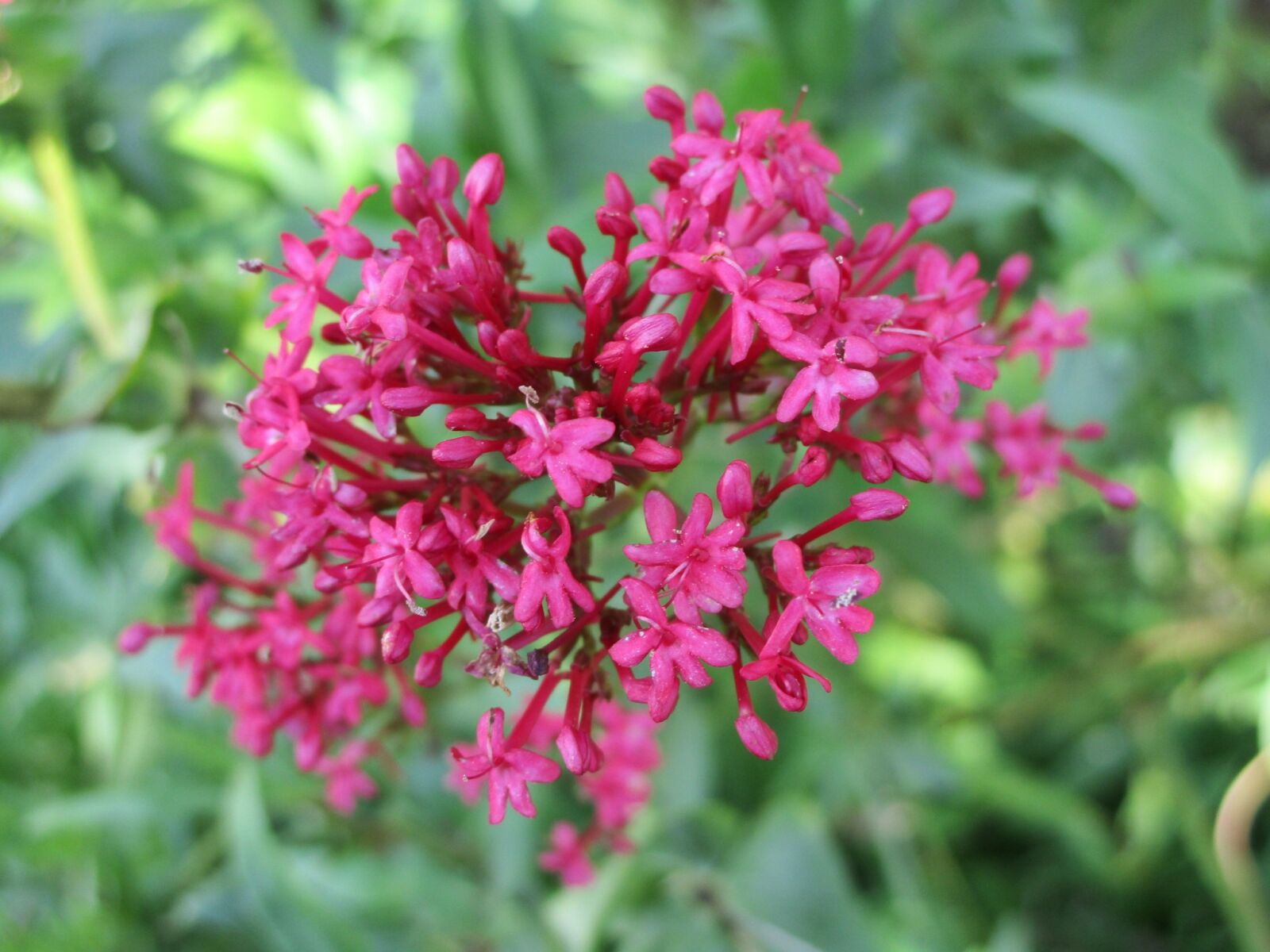 Canon IXUS 190 sample photo. Wild flower, pink, red photography