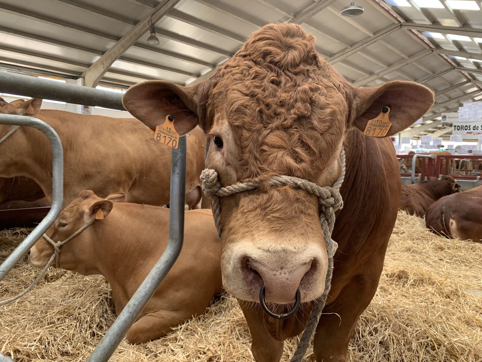 Apple iPhone XR sample photo. Cow, rancher, cows photography