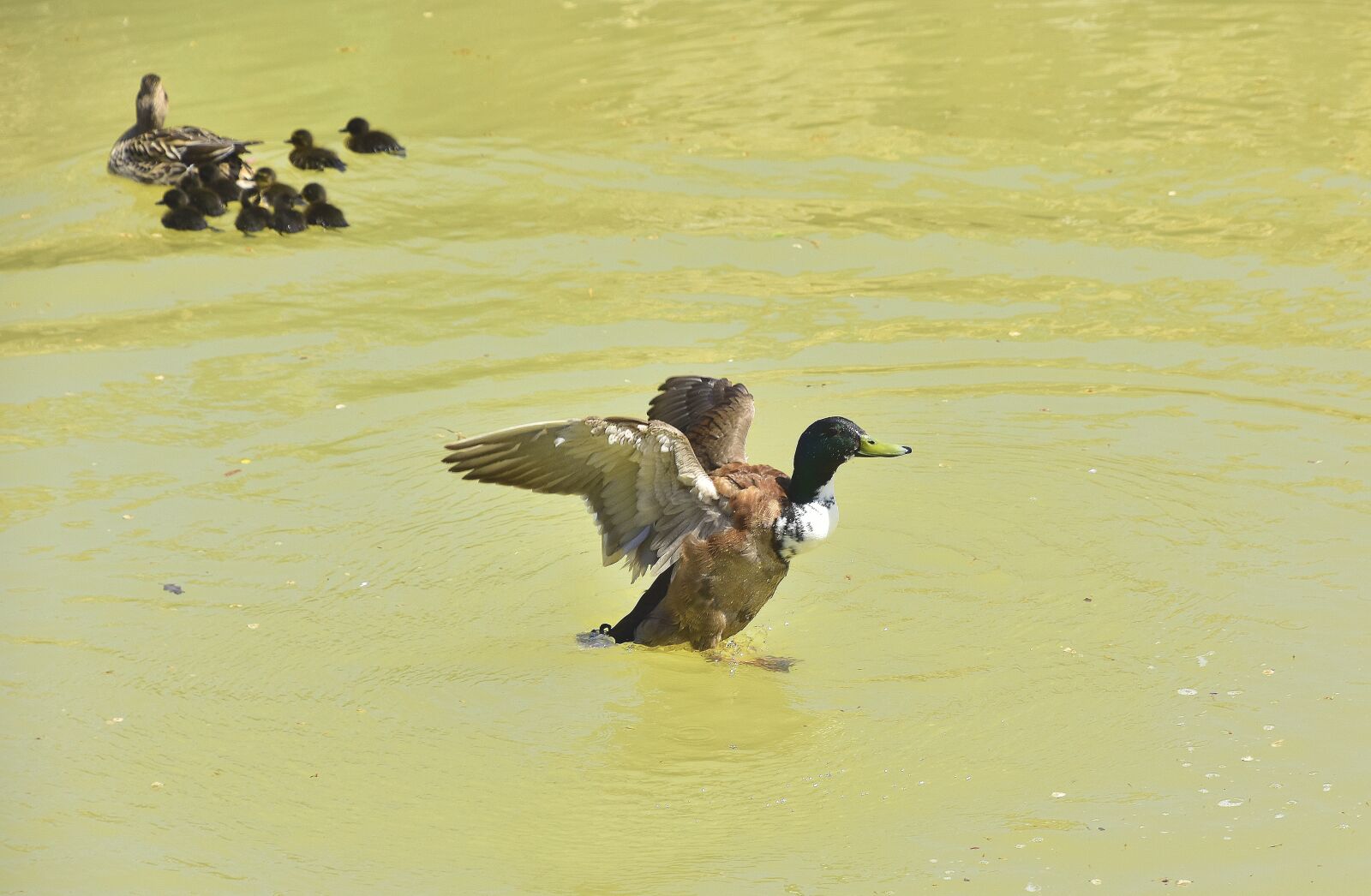 Nikon D7200 sample photo. Birds, body of water photography