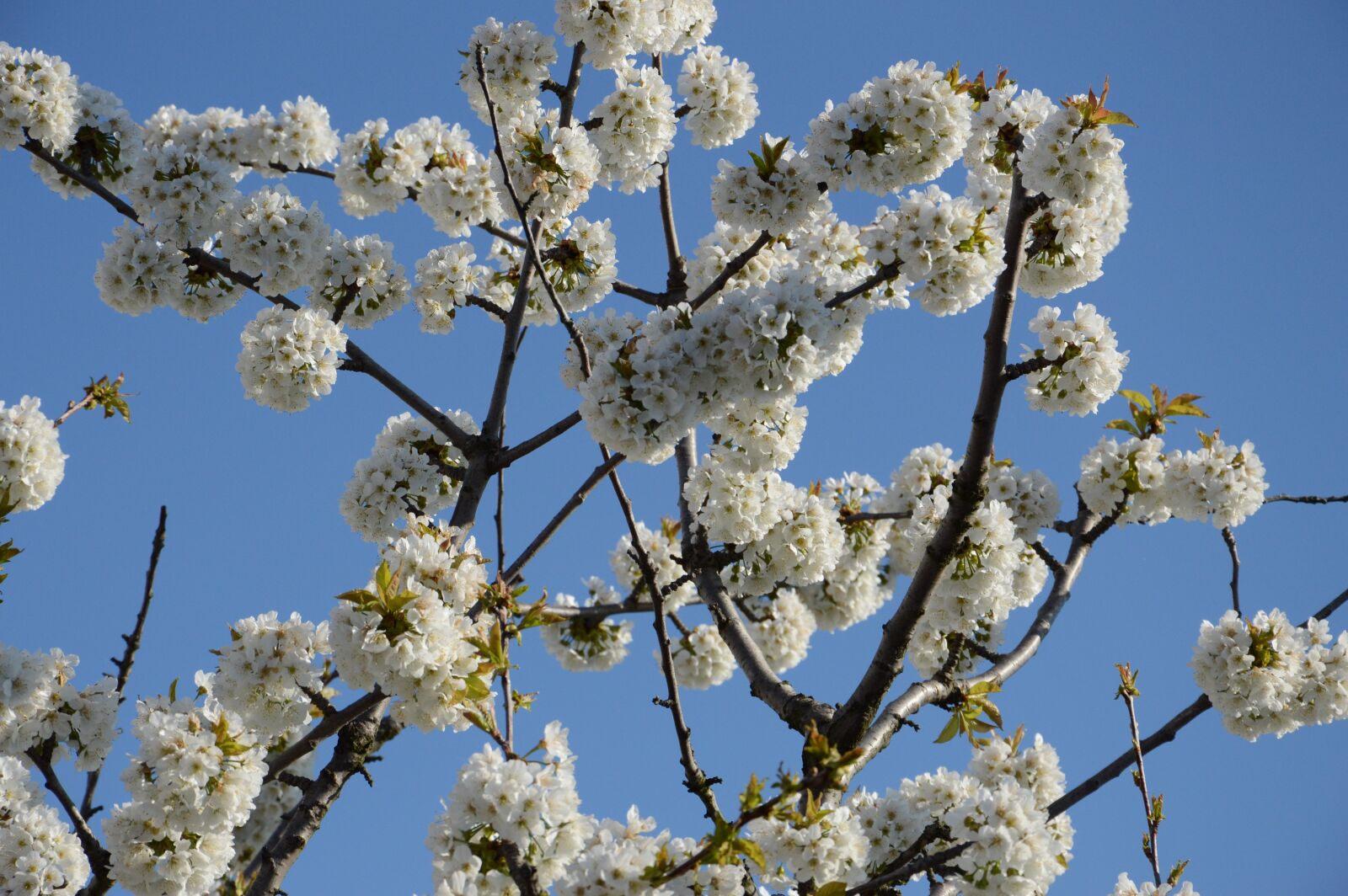 Nikon D3200 sample photo. Cherry blossom, sky, blue photography