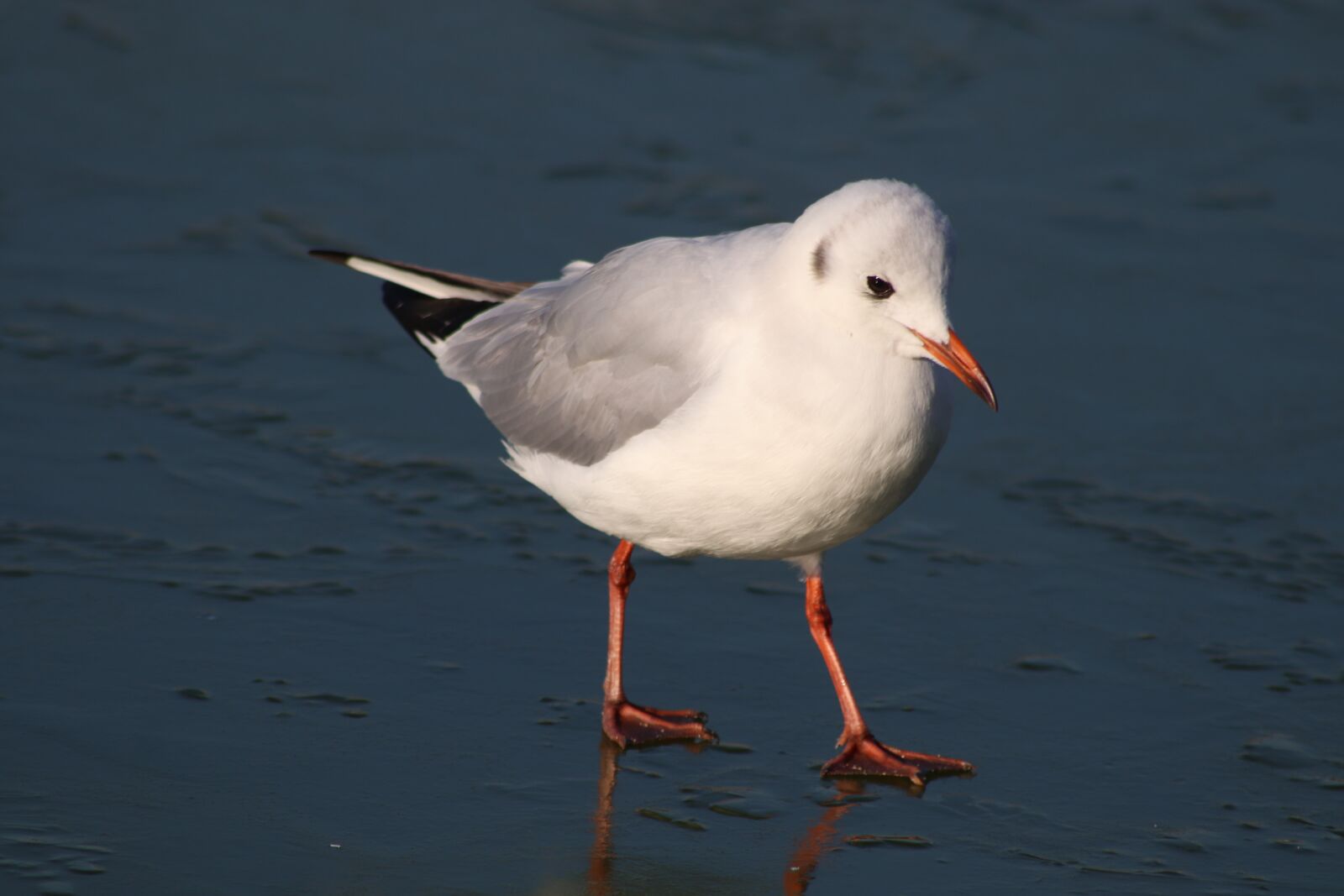 Canon EOS 800D (EOS Rebel T7i / EOS Kiss X9i) sample photo. Bird, seagulls, seagull photography