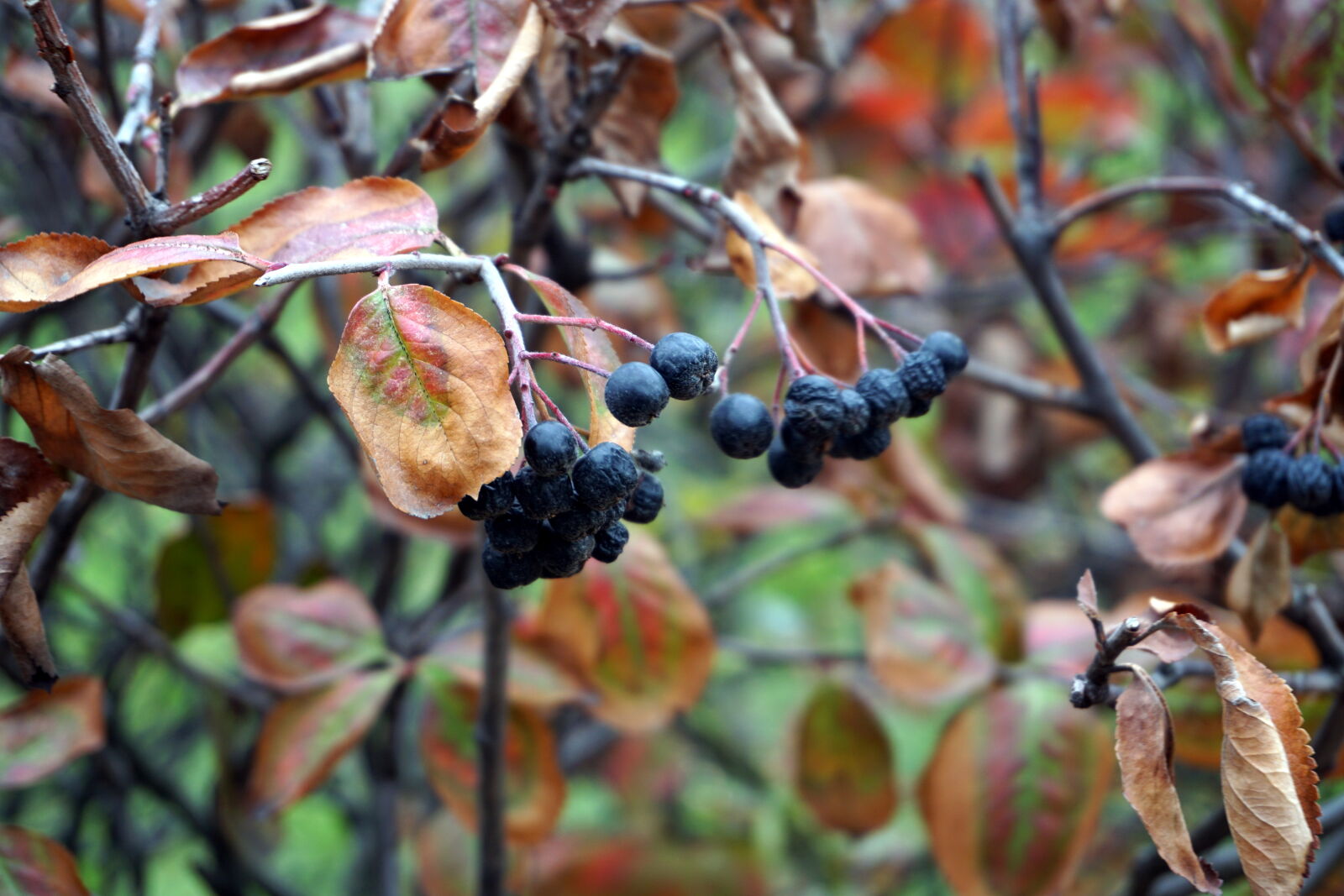 Sony a6000 sample photo. Autumn, berries, fruits, leaves photography