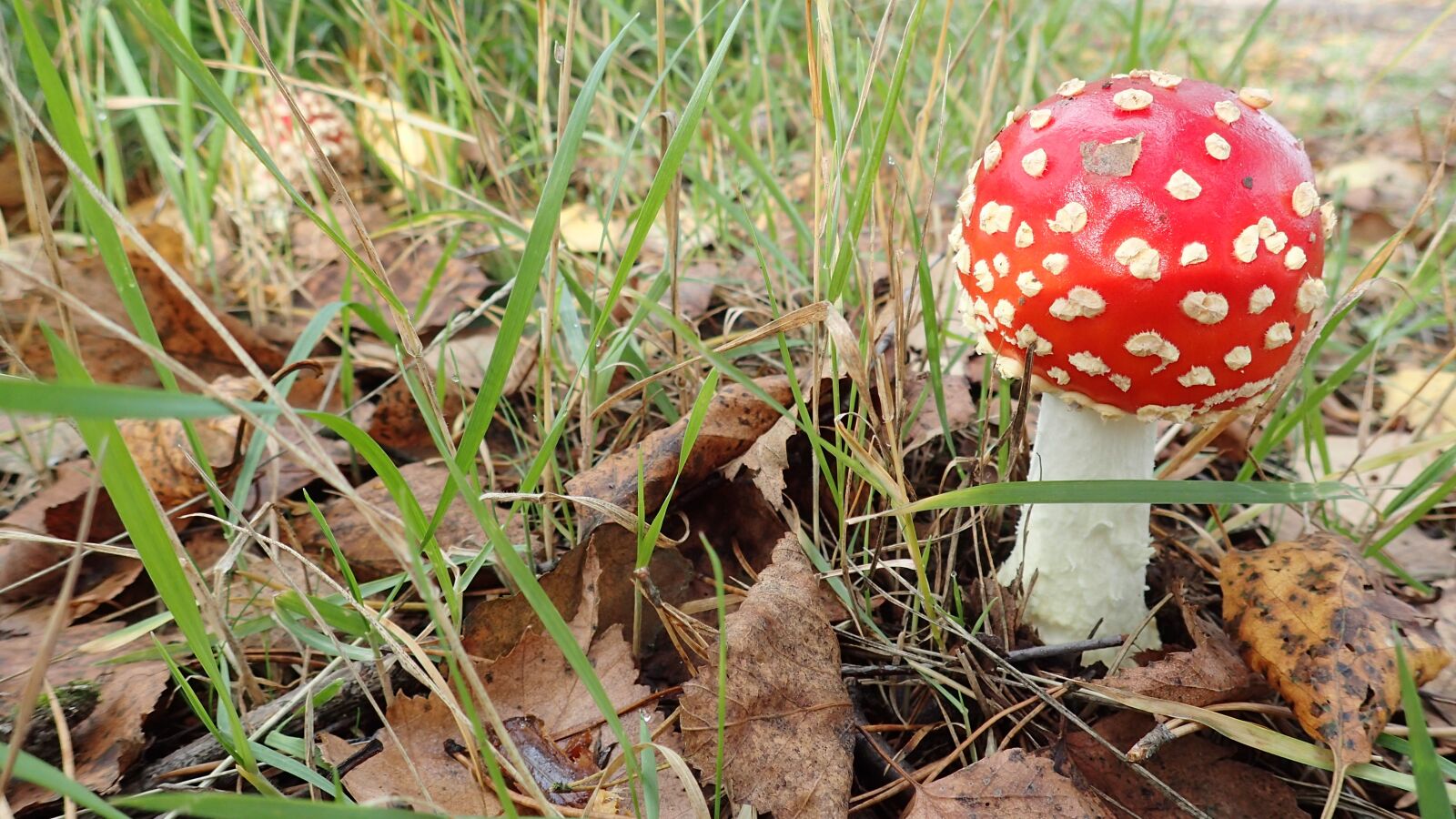 Olympus TG-3 sample photo. Mushroom, fly agaric, nature photography