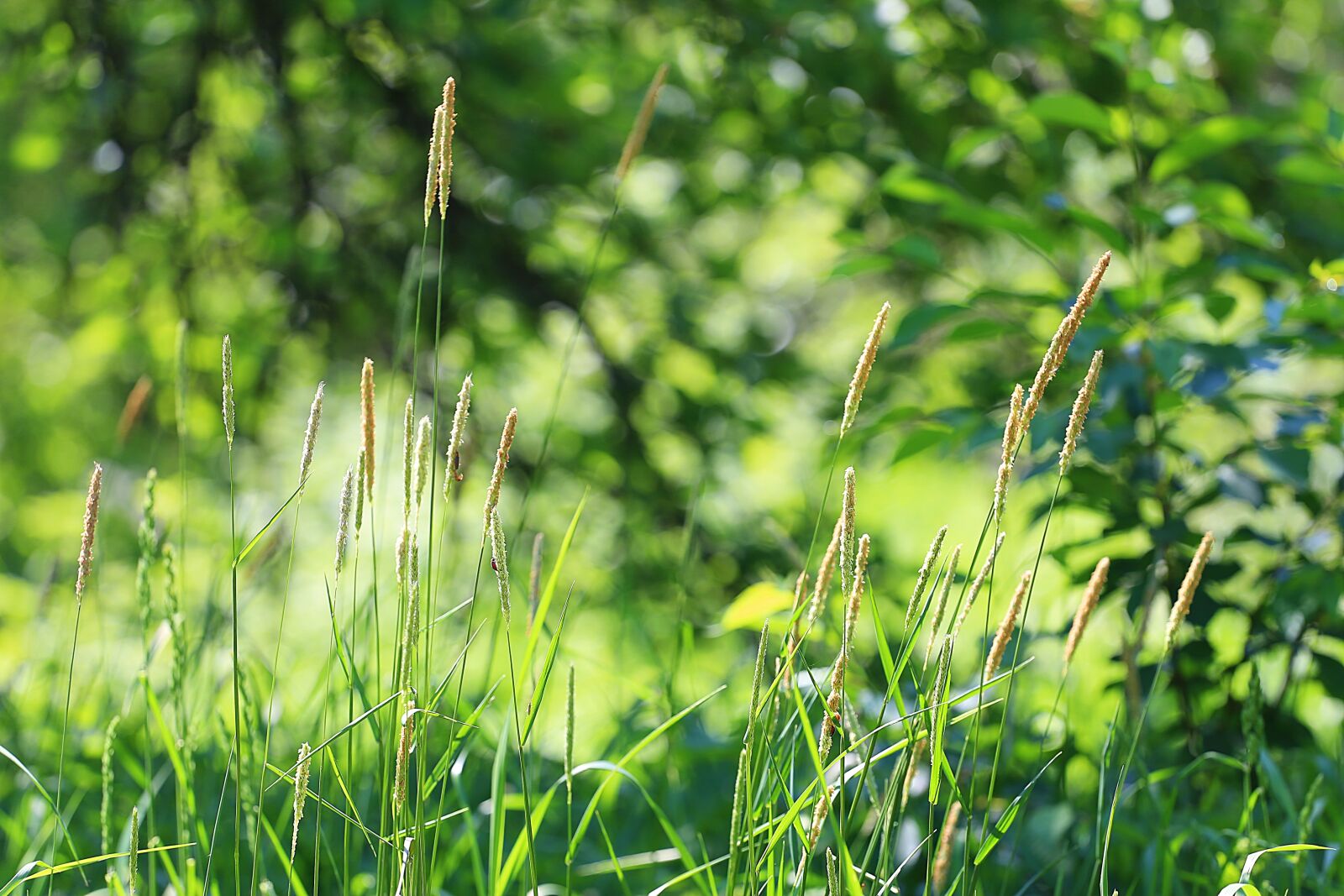 Canon EOS 6D + Canon EF 70-200mm F4L USM sample photo. Summer, grass, green grass photography