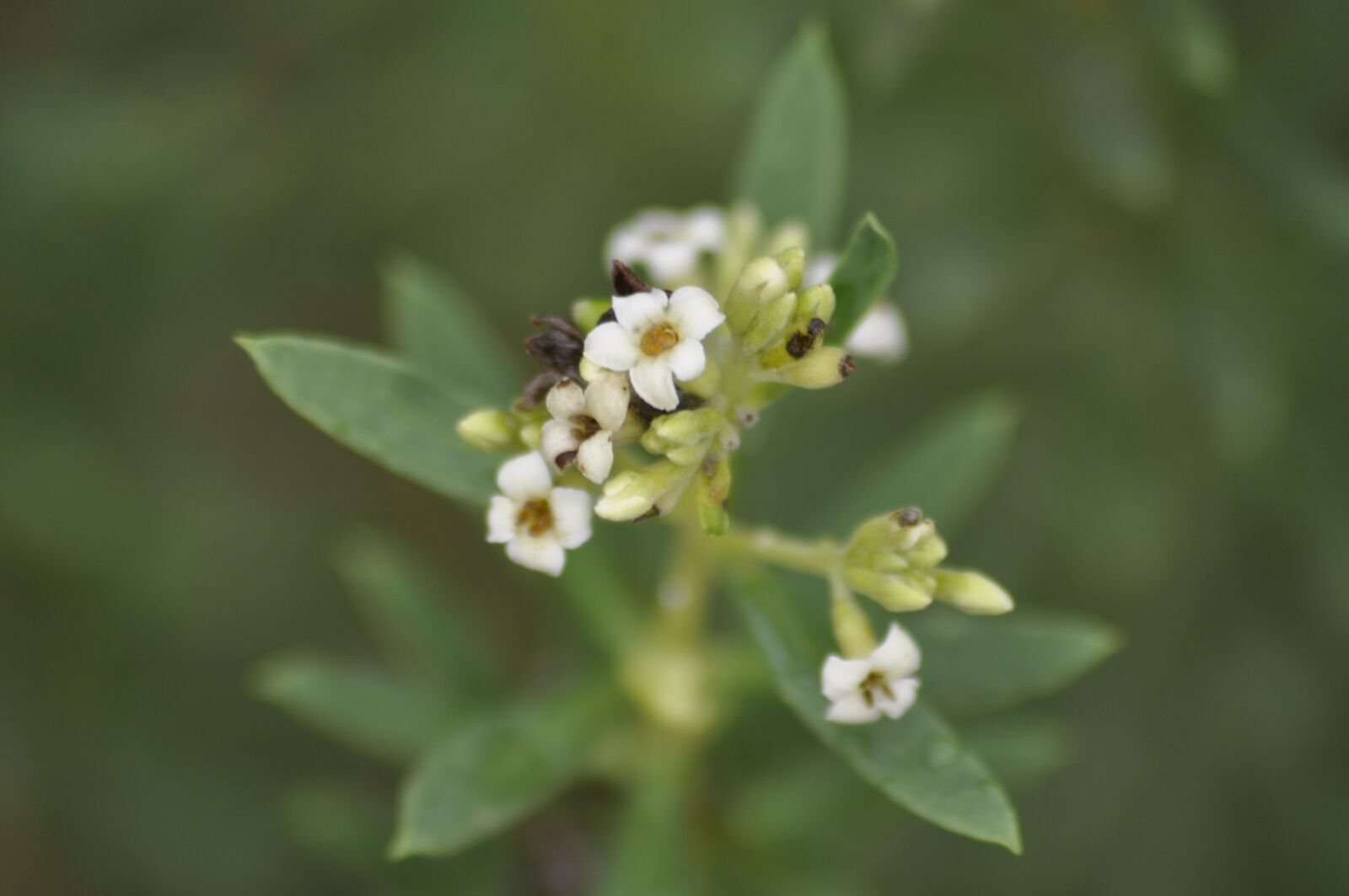 Nikon D90 sample photo. Flowers, white, white flowers photography