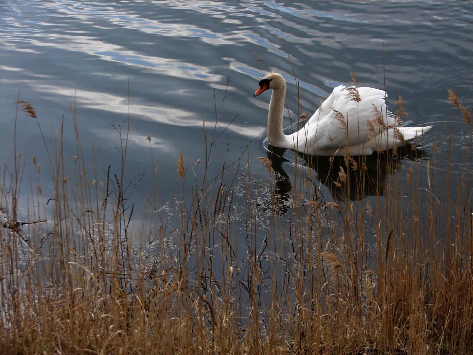 Sony DSC-H1 sample photo. Swan, water, lake photography