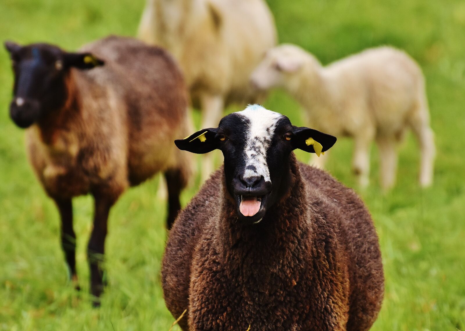 Nikon D7200 sample photo. Sheep, animal, meadow photography