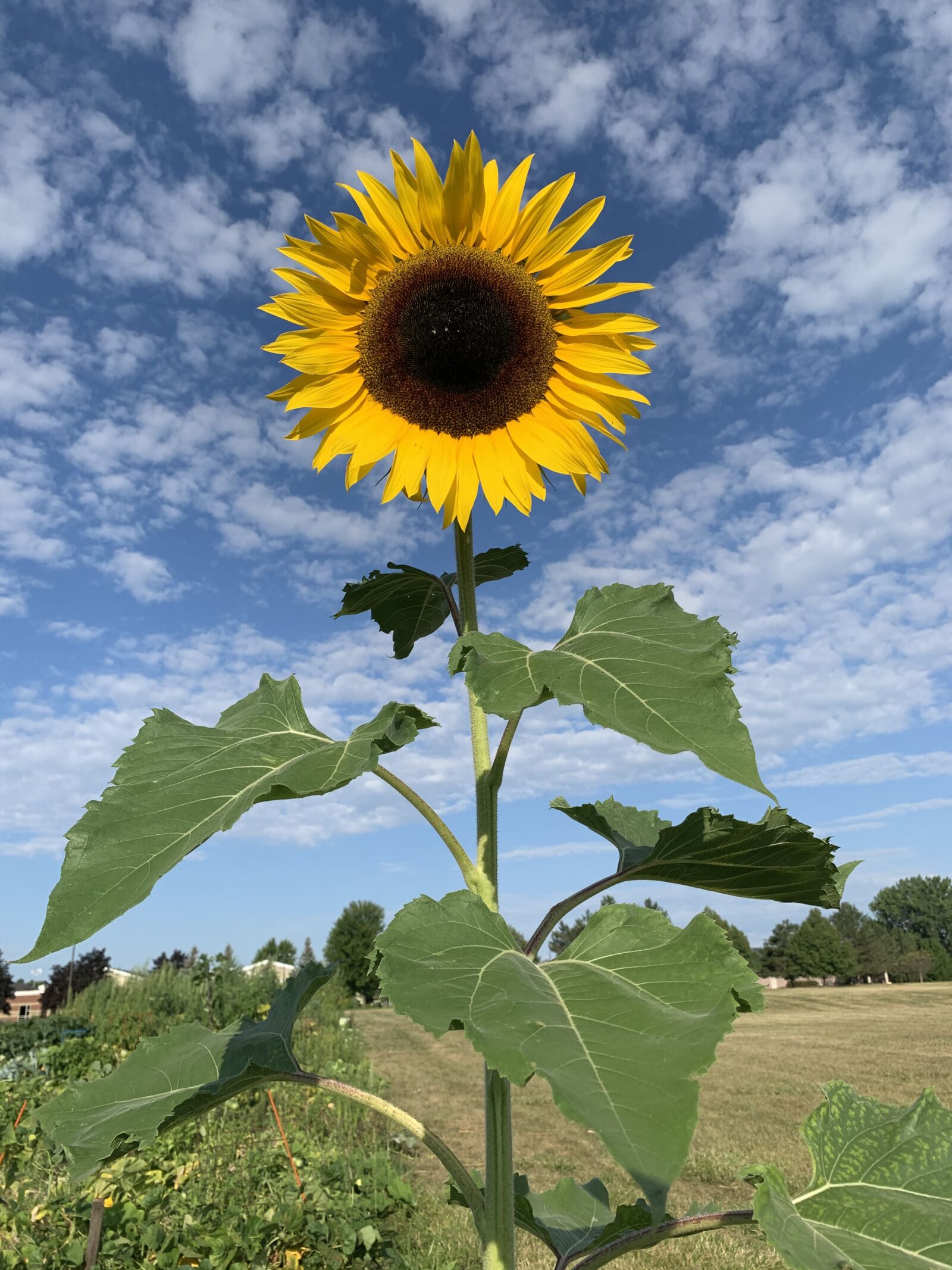 Apple iPhone XR sample photo. Sunflower, flower, bloom photography