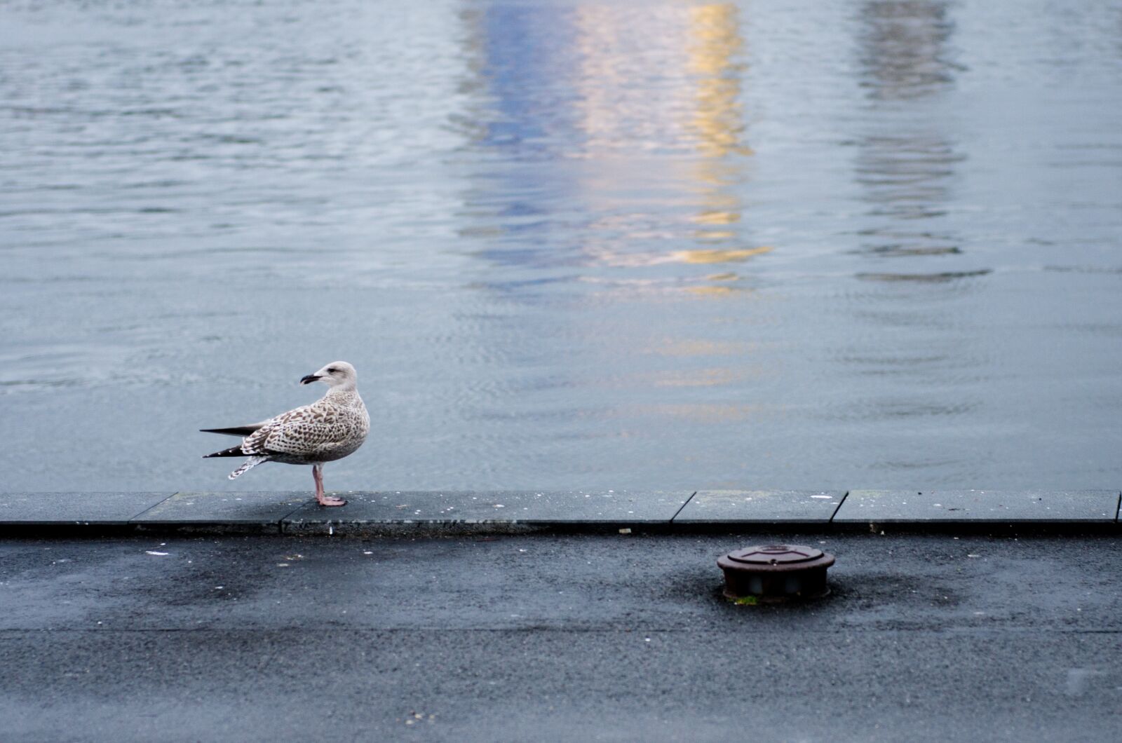 Nikon D7000 sample photo. Harbour, seagull, bird photography