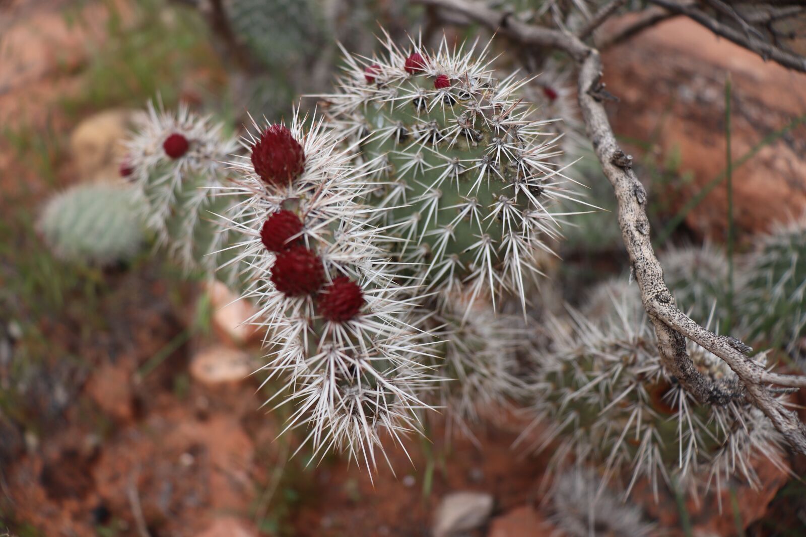 Canon EOS 200D (EOS Rebel SL2 / EOS Kiss X9) sample photo. Cactus, flower, succulent photography