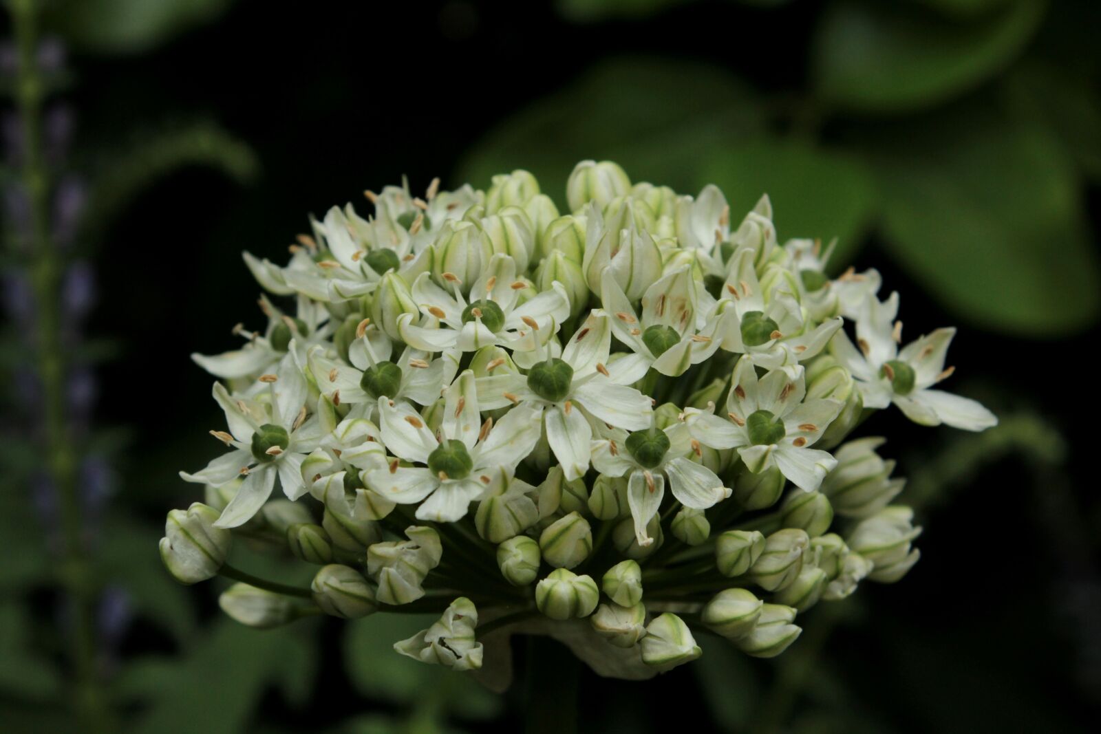 Canon EOS 600D (Rebel EOS T3i / EOS Kiss X5) sample photo. Allium nigrum, ornamental onion photography