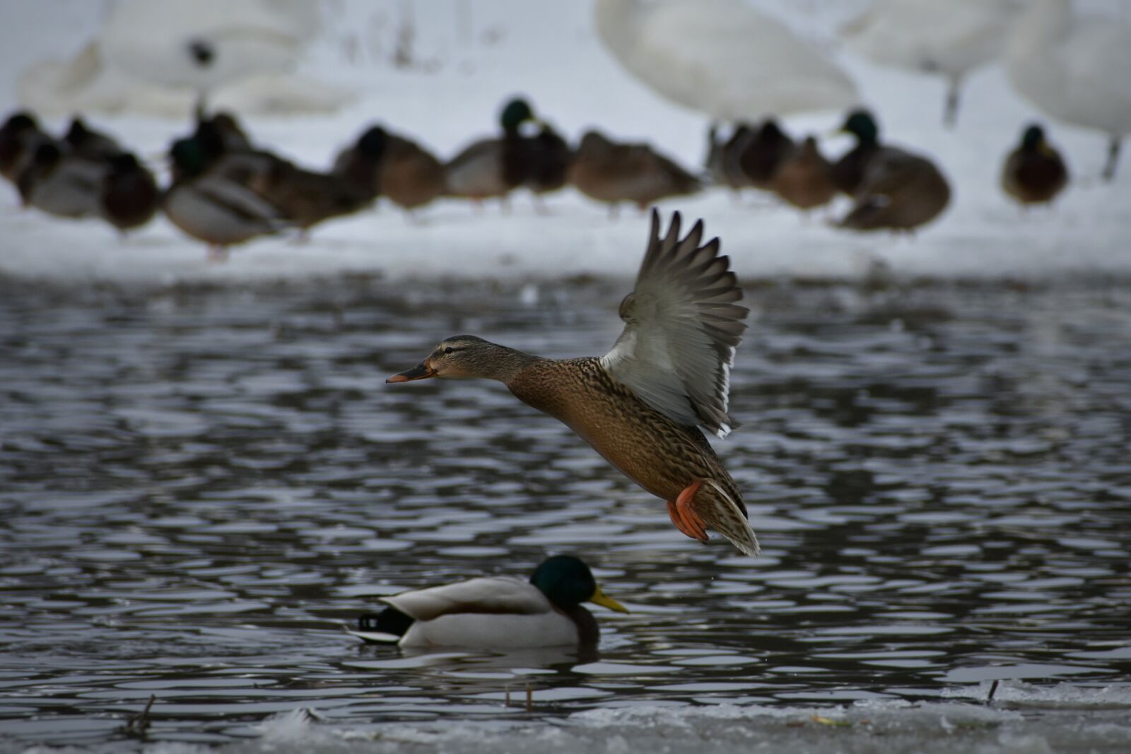 Nikon D7200 sample photo. Animal, lake, waterside photography