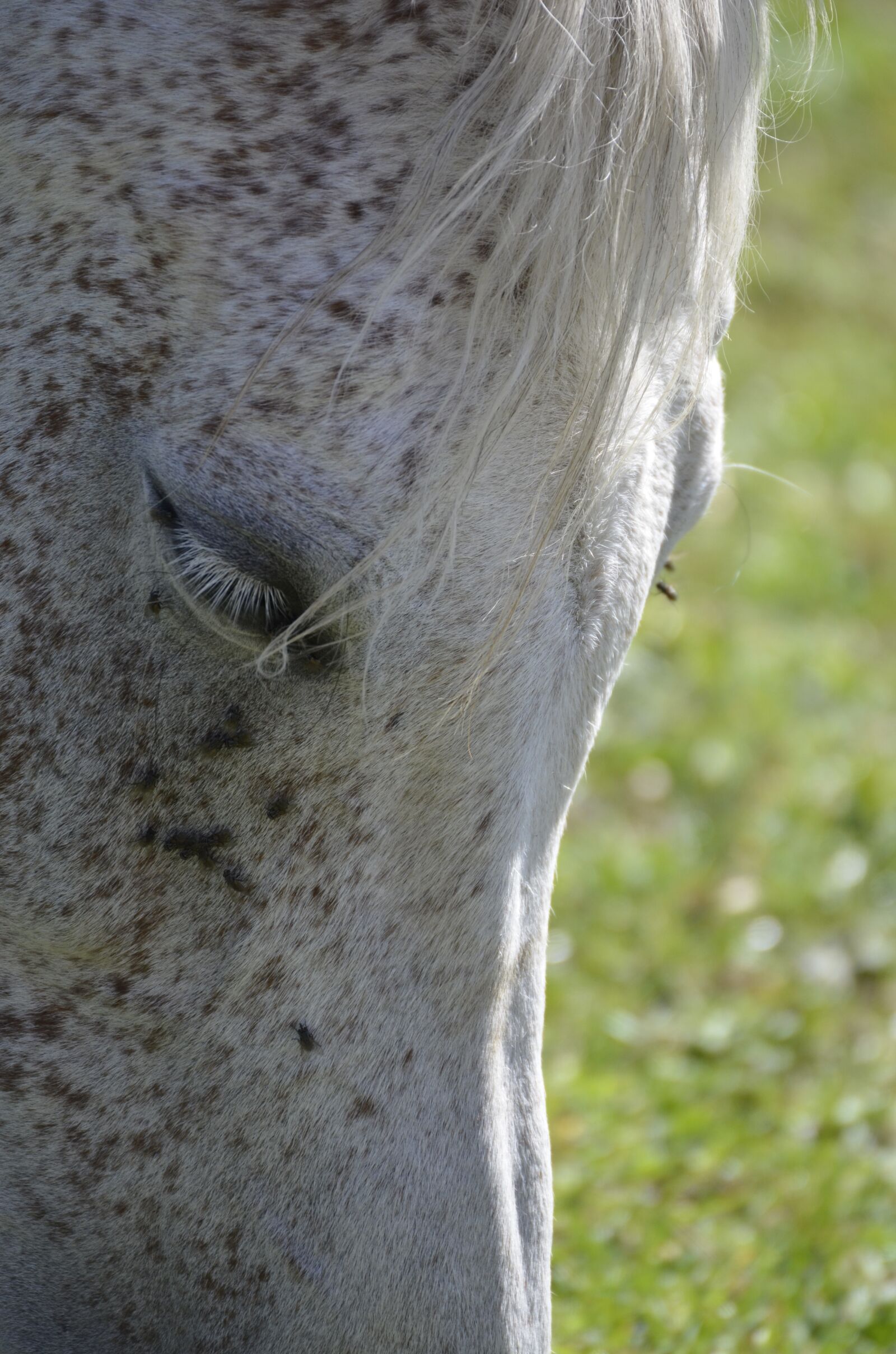 Nikon D5100 sample photo. Arabs, main and state photography