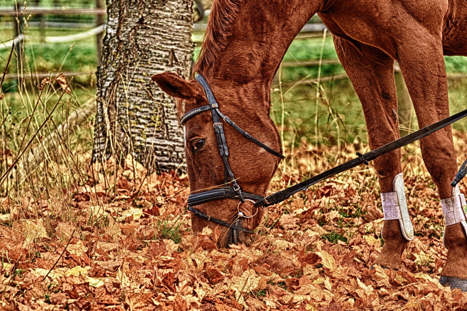 Nikon D3200 sample photo. Horse, animal, ride photography